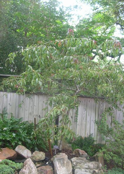 Crimson Cascade Weeping Peach